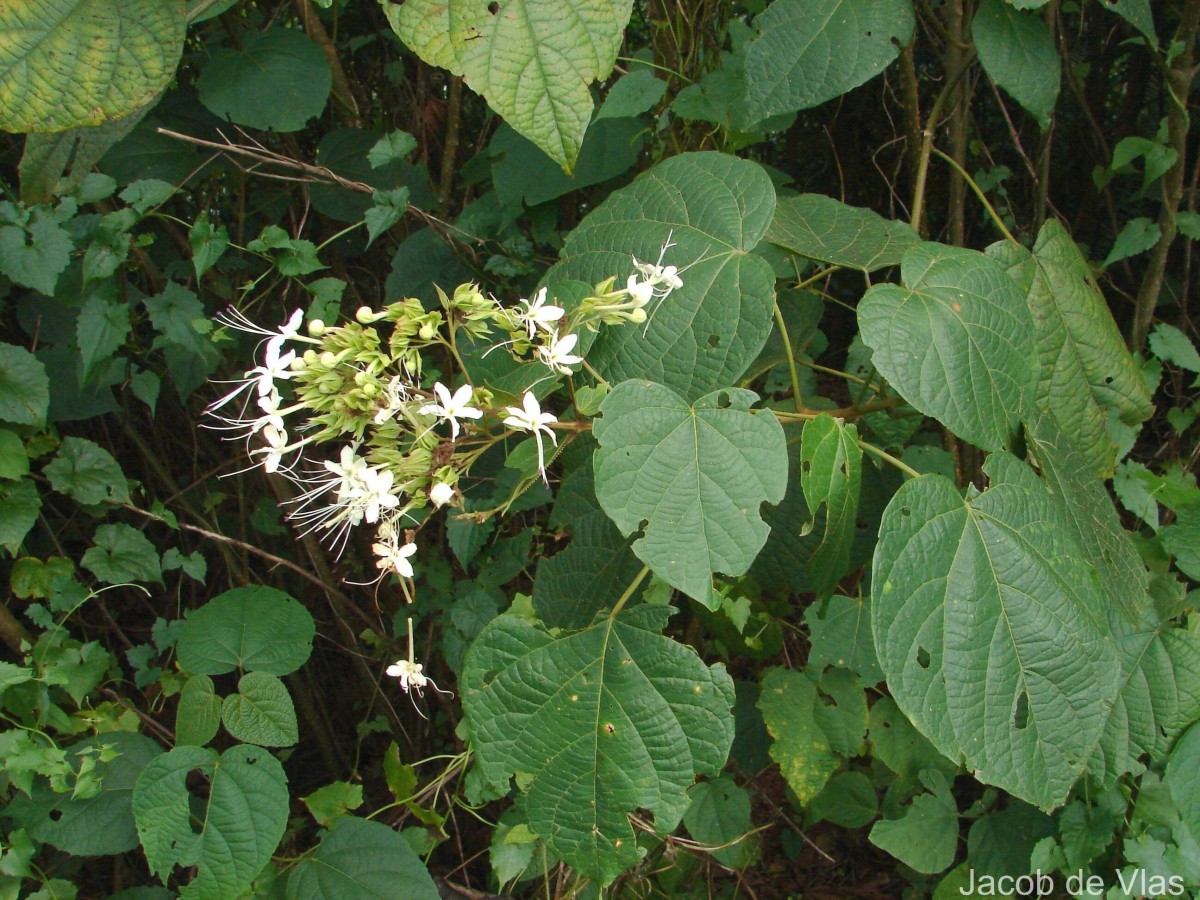 Clerodendrum infortunatum L.